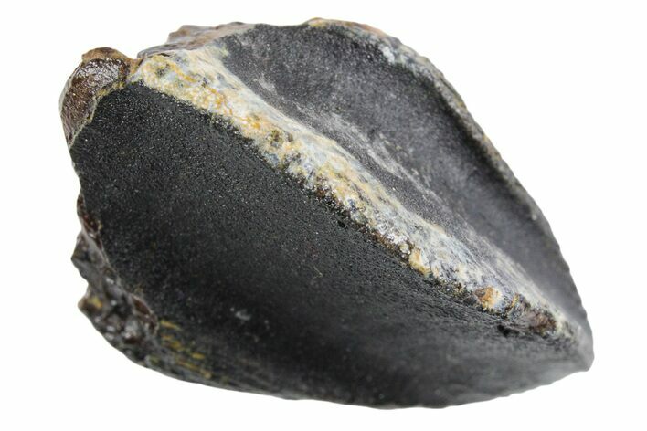 Unworn Fossil Dinosaur (Triceratops) Crown - Wyoming #358264